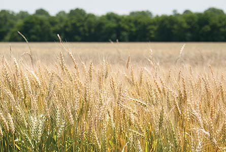 MAFES conducts variety trials on crops and forages.
(Photos by David Ammon)