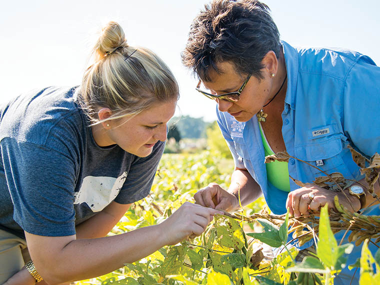 Commodity: Soybean - Fall 2015