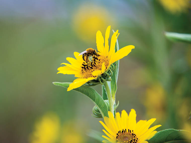 Parking for <span>Pollinators</span>