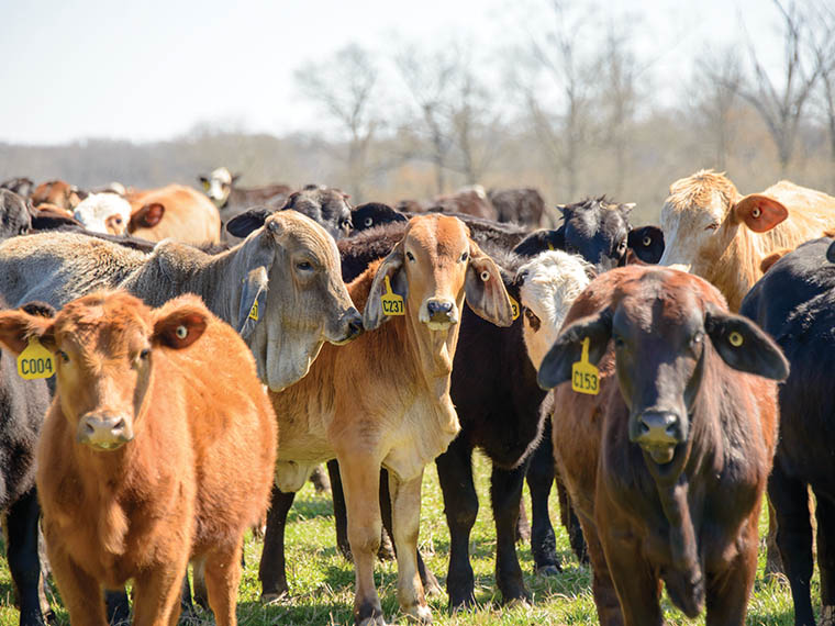 Balanced Cows, Better <span>Beef</span> - Summer 2016