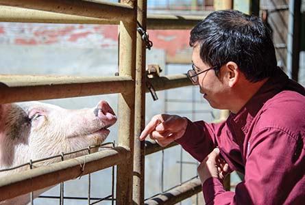 Dr. Shengfa Liao examines swine at the H.H. Leveck Animal Research Center on the Mississippi State University campus. Photo by David Ammon.