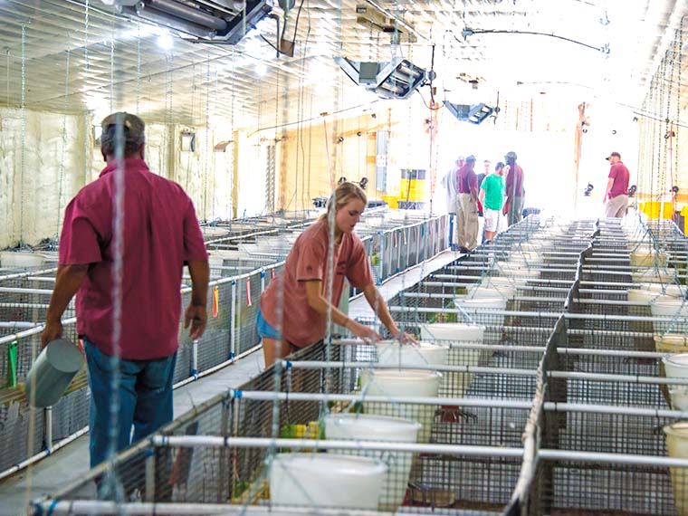 Poultry <span>Research</span> Facility - Summer 2017