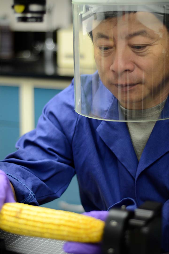 Dr. Haibo Yao inspects corn contaminated with aflatoxin. (Photo by Russell Kincaid)