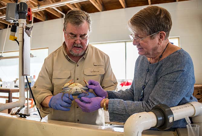 Technician Kirk Halstead and Dr. Harriet Perry, both with the University of Southern Mississippis Thad Cochran Marine Aquaculture Center Gulf Coast Research Laboratory, examine a blue crab. (Photo by David Ammon)