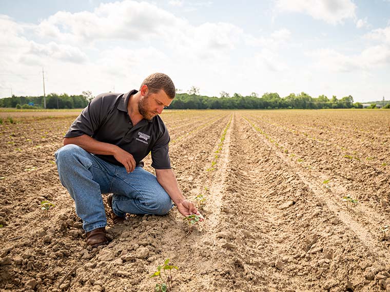 Mixing it up to control cotton pests - Summer 2020