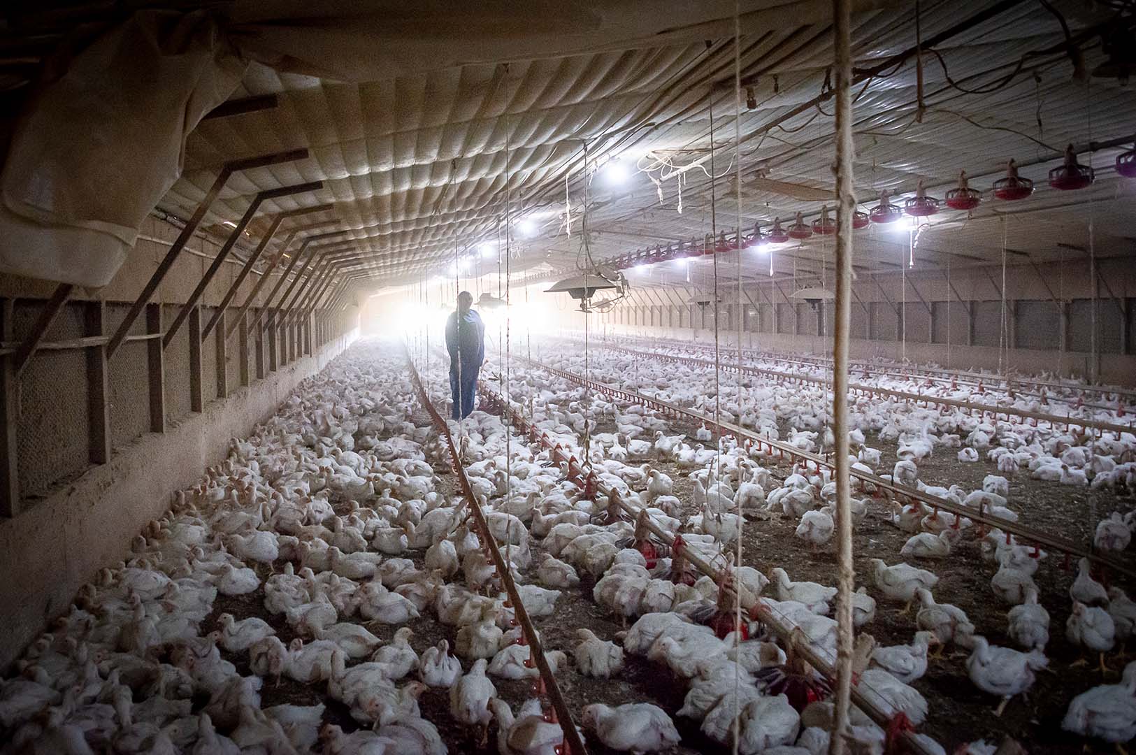 Scientist wears biohazard clothing to work in a broiler house at the H. H. Levick Animal Science Research Center. (Photo by David Ammon)