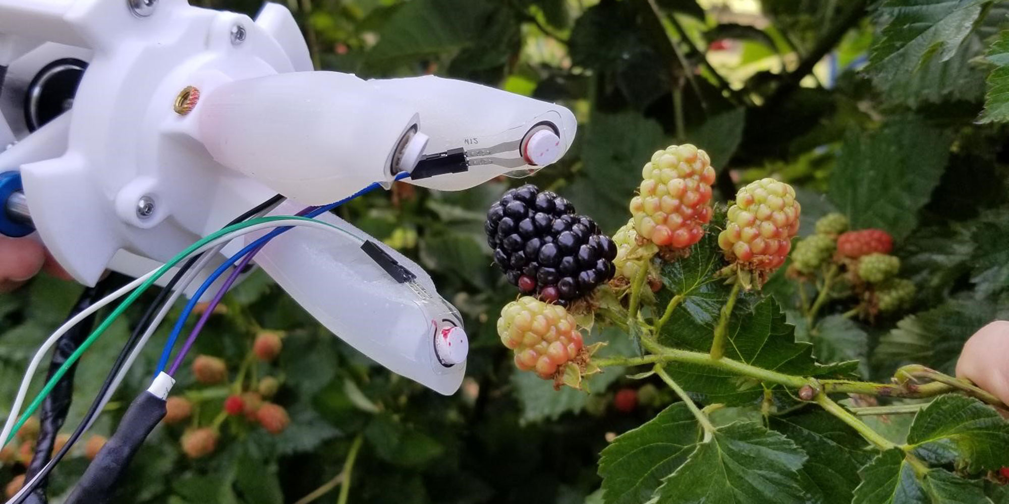 Berry Picking Bots