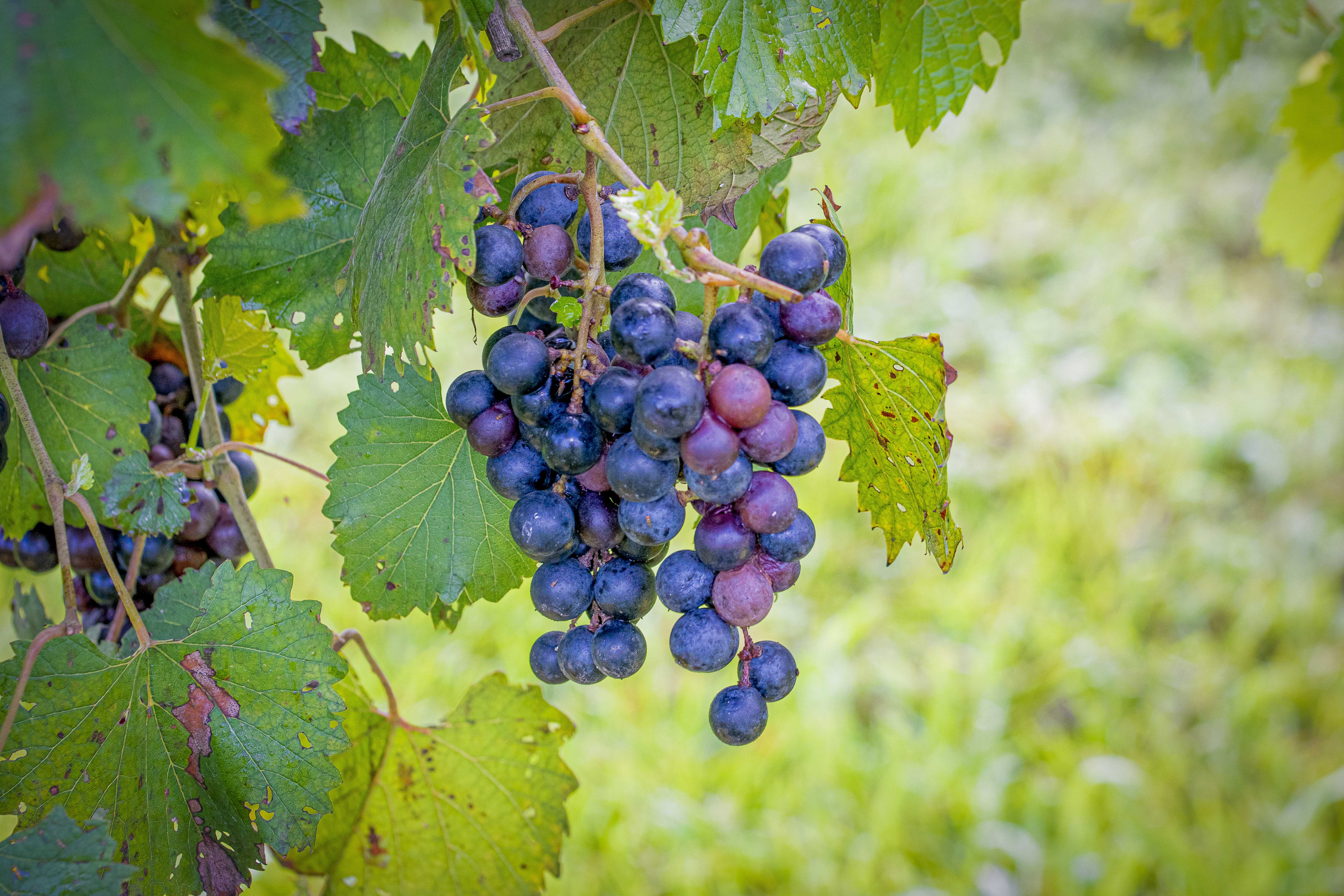 Southern Grapes