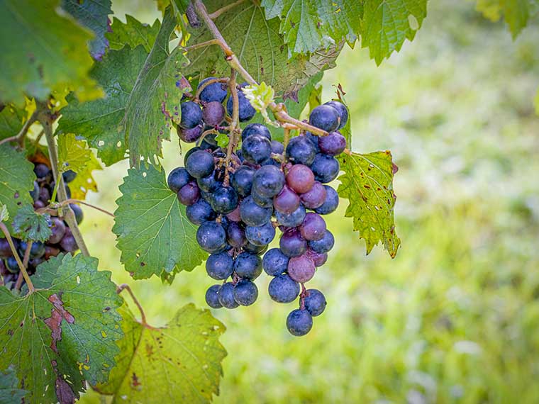 MSU researchers hope to expand the wine industry across Mississippi 
 - Summer 2024