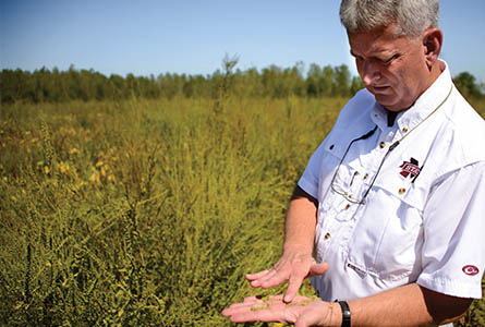 Dr. Dan Reynolds examines the seeds from an aramanth plant at an off-farm location in Oktibbeha County. Photo by
David Ammon