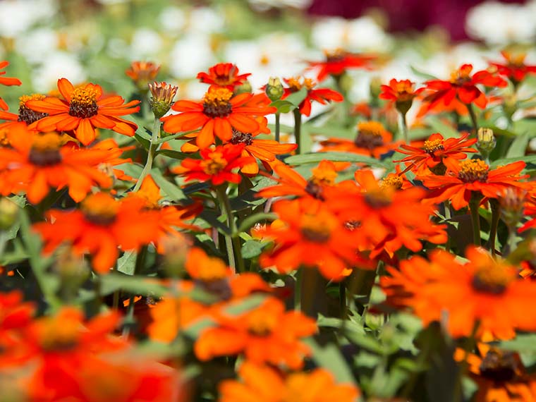 Ornamental Horticulture Trials At <span>MSU</span> - Winter 2017