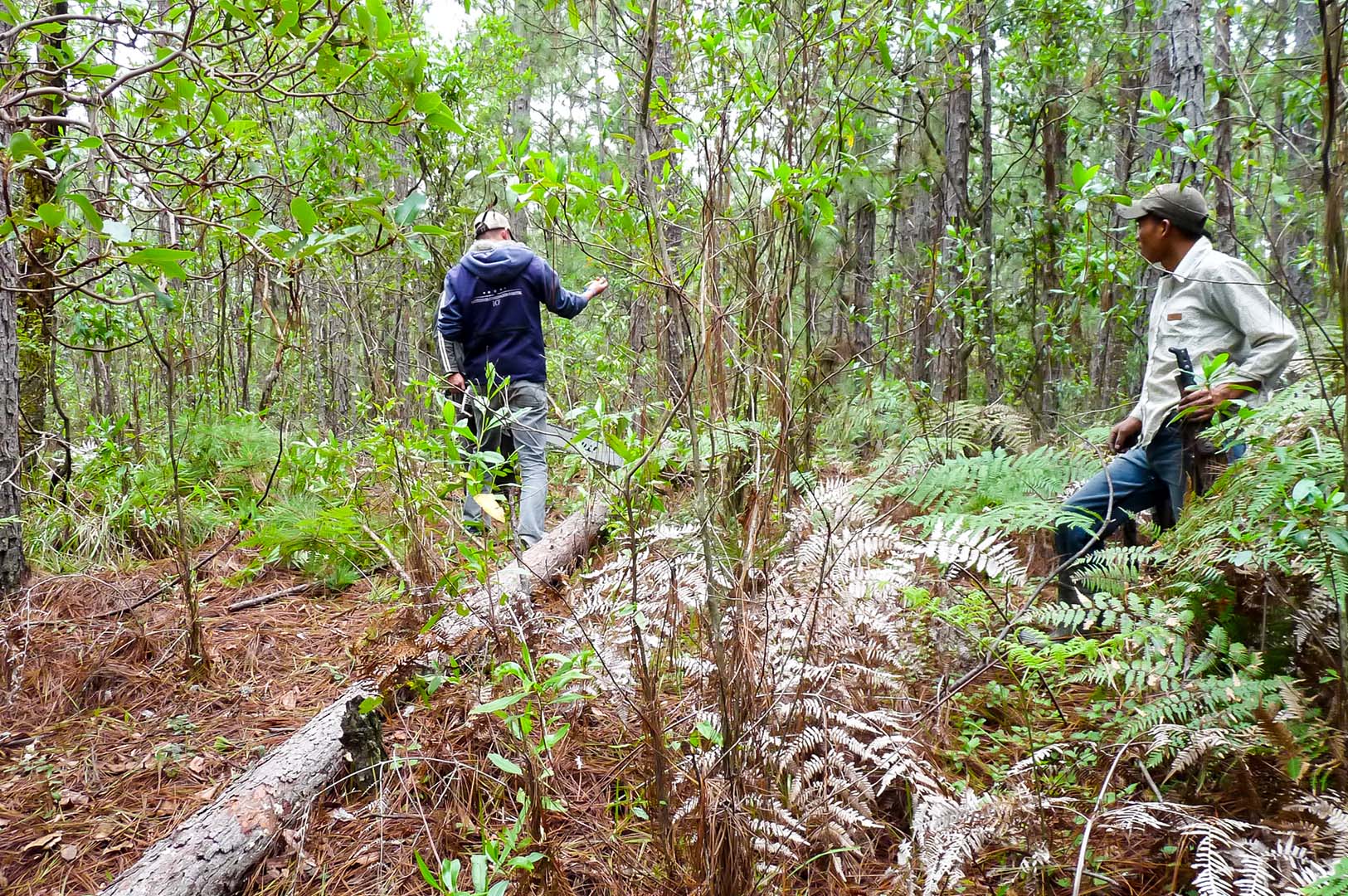 A local forester and logger help MSU researchers harvest a southern pine beetle infested oocarpa pine from a forest near La Esperanza, Honduras in July 2017. (Photo by John Riggins)