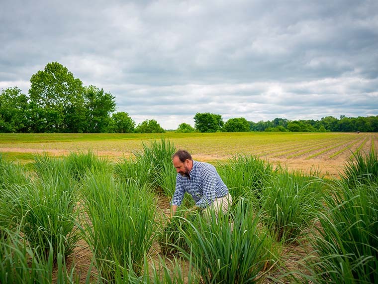 Developing fast-growing <span>native</span> grasses - Winter 2018