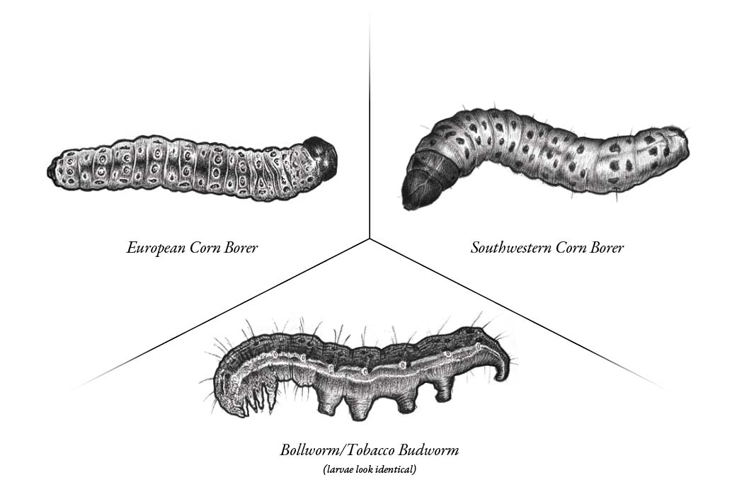 Pests examples