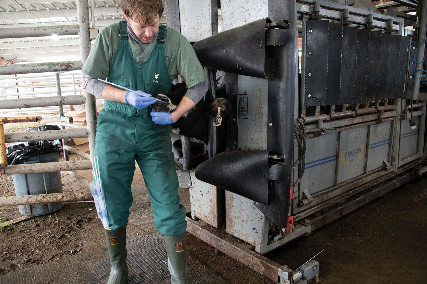 Dr. Will Crosby, veterinarian and College of Veterinary Medicine doctoral student, takes a nasal sample from a cow at the MAFES H. H. Leveck Animal Research Center, similar to the test conducted on humans for COVID-19. (Photo by Karen Brasher)