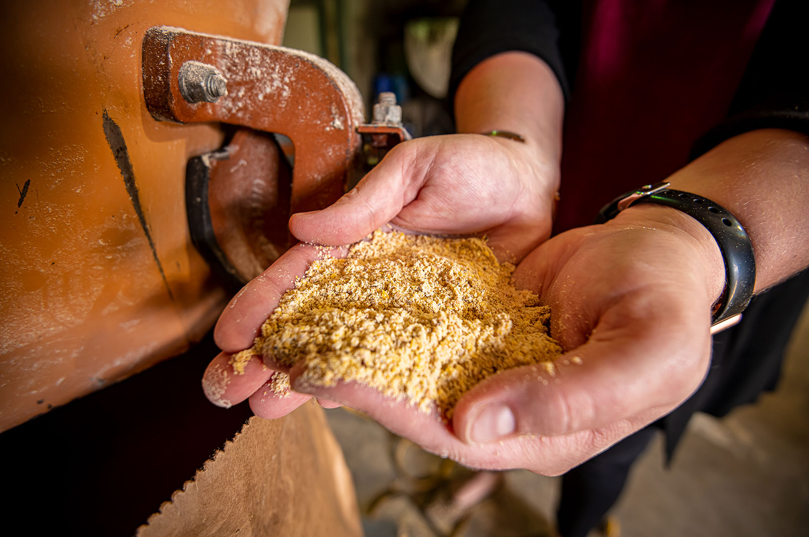 Dr. Kelley Wamsley holds a hand of feed produced in the MSU Poultry Feed Mill. Scientists are exploring the combination of phytase enzymes in poultry feed. (Photo by David Ammon)