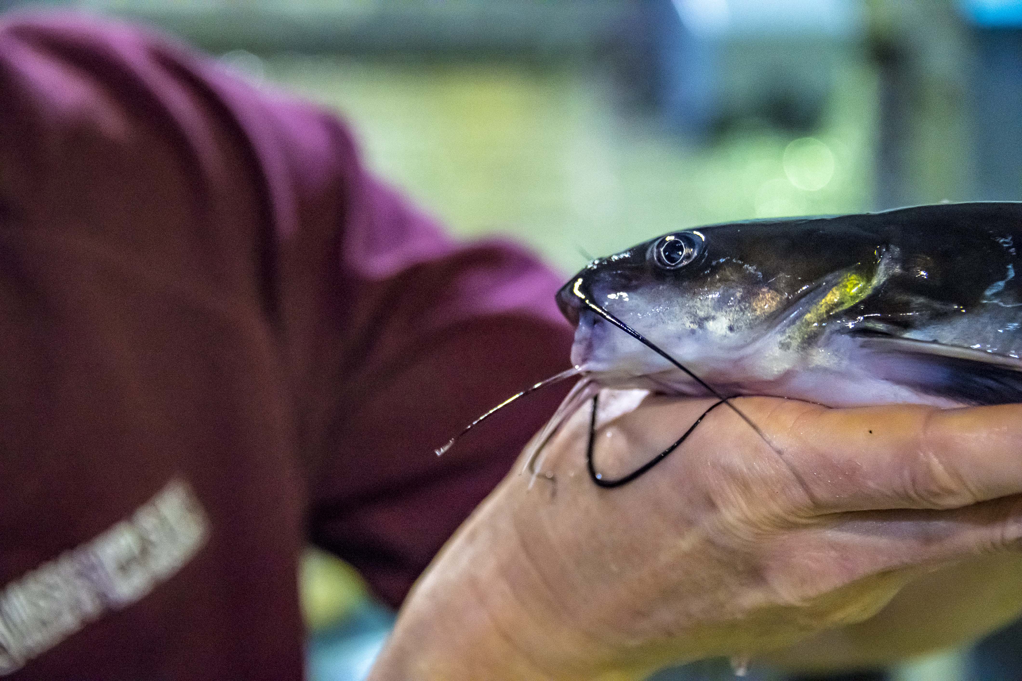 A MAFES scientist handles a catfish at the H.H. Leveck Animal Science Research Center Aquaculture Unit. Aquaculture research takes place at three locations across the state: the MSU campus in Starkville, Delta Research and Extension Center in Stoneville, and the Coastal Research and Extension Center in Biloxi.  (Photo by David Ammon)