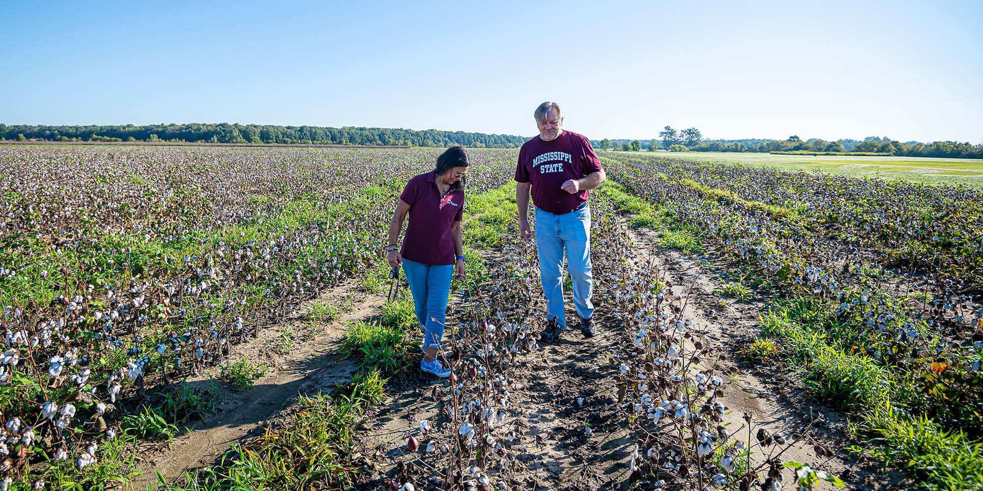 Dwarf Virus, Giant Impact