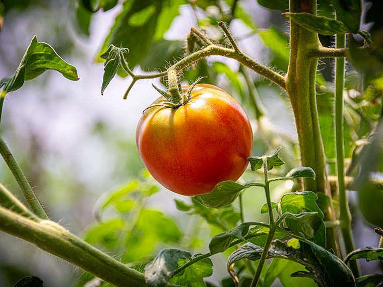 MAFES Finds Novel Way to Fight Weeds in Tomatoes  
 - Winter 2024