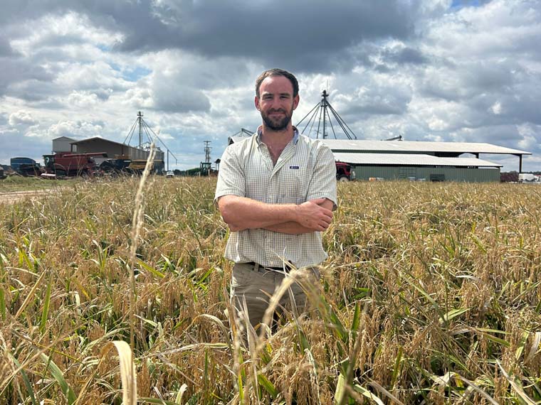 MAFES-developed rice grown on Mississippi farms - Winter 2024