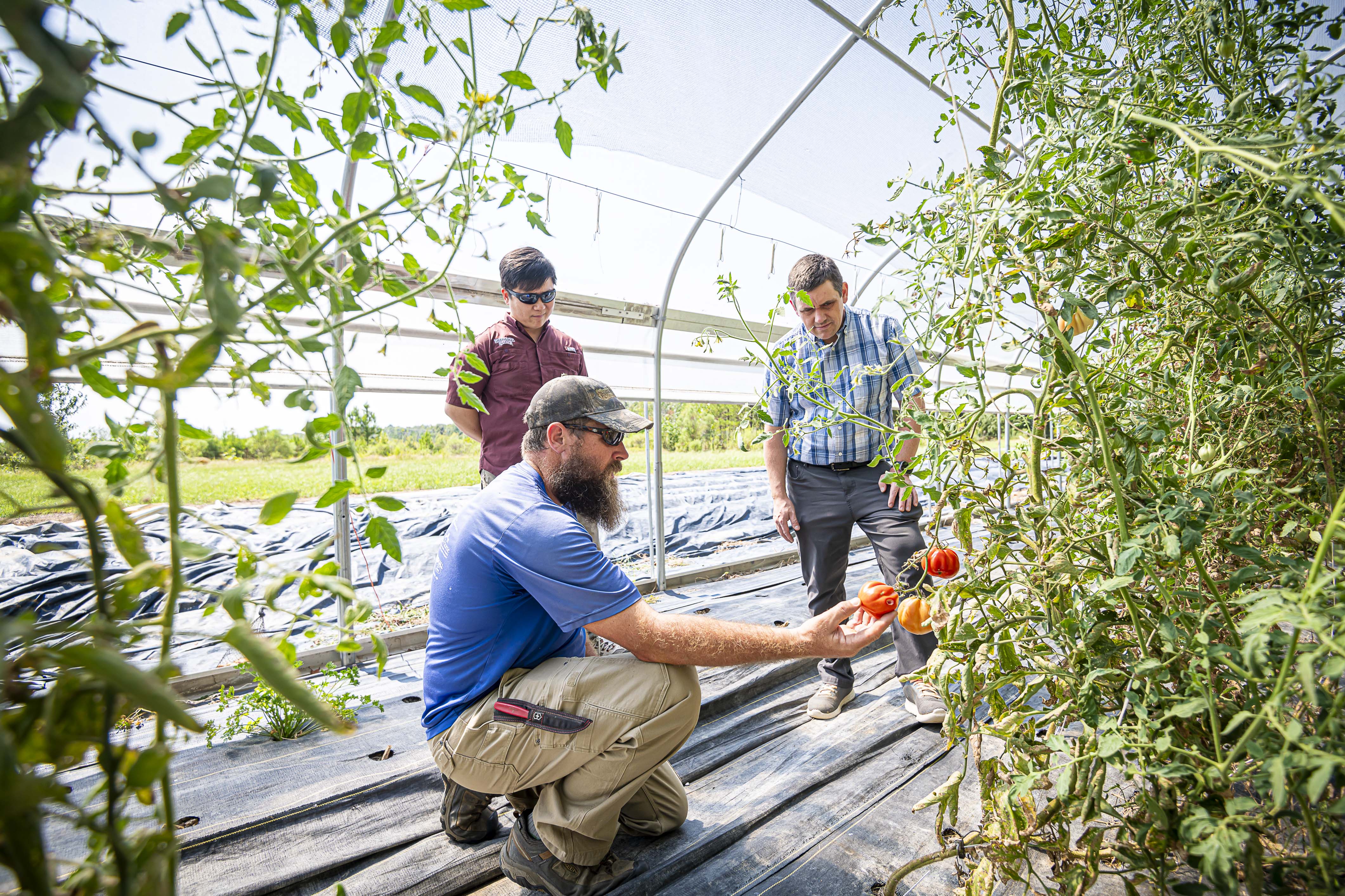 Left to right: Samuel McLemore with Bountiful Harvest Farms and Drs. Paul Tseng and Shaun Broderick discuss weed control at the organic vegetable farm. (Photo by David Ammon) 