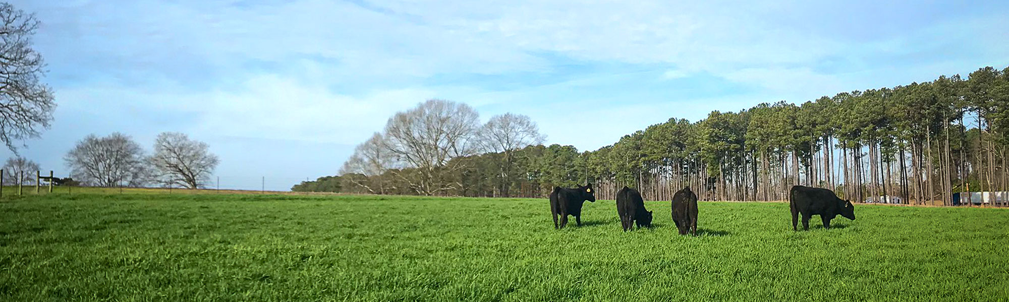 cattle grazing