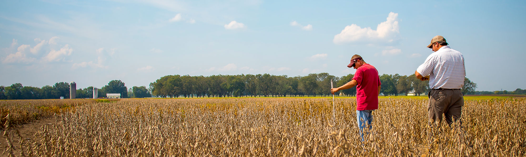 measuring soybeans