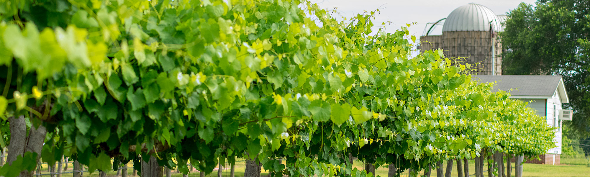 vineyard at McNeill