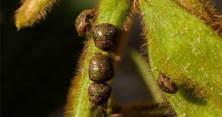 New insect, weed and disease threats challenge producers