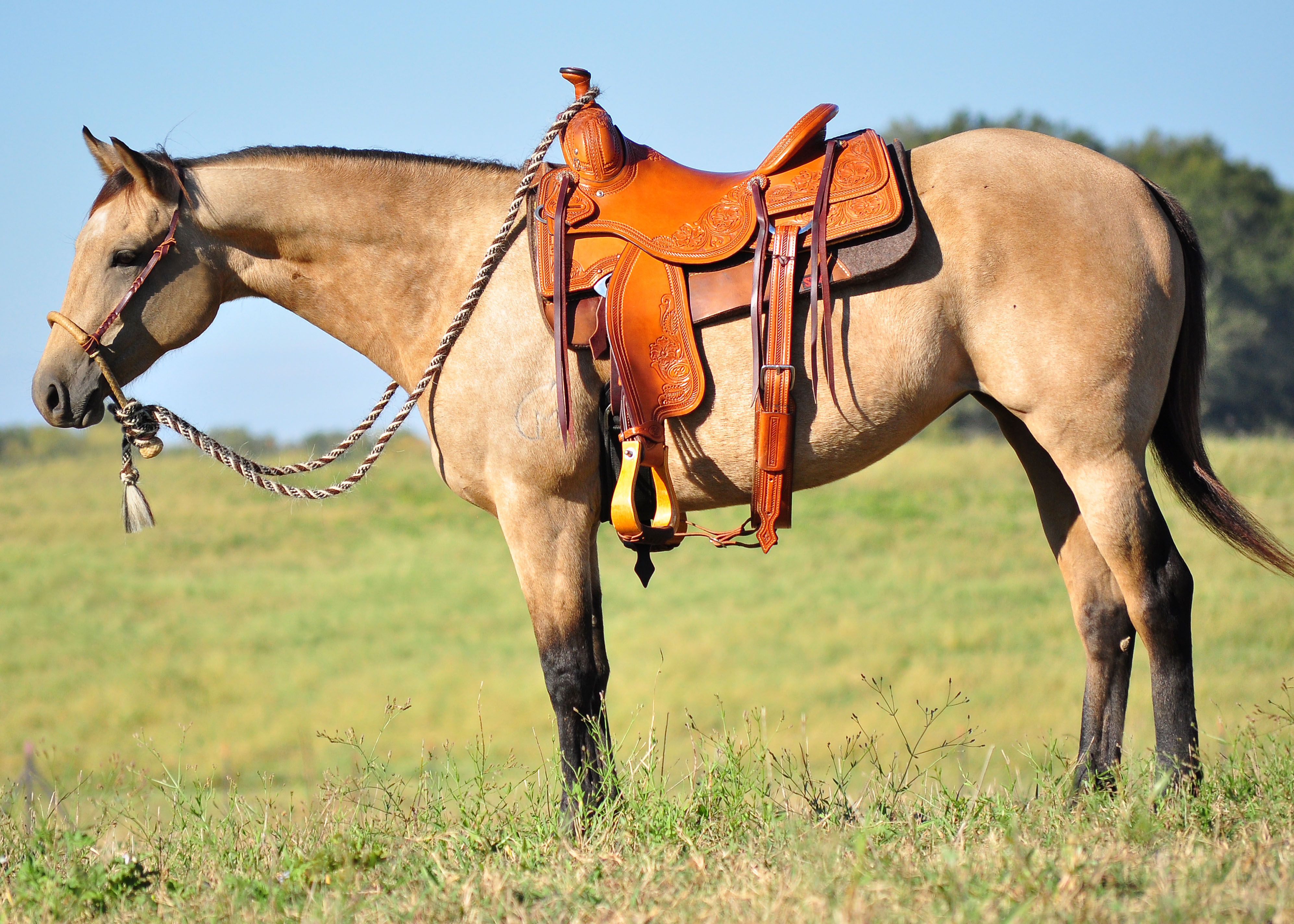 Annual MSU horse auction takes bids starting Nov. 14