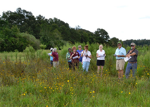 Wildflower project tests best growing methods