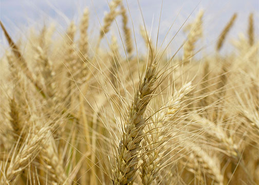 State wheat yields good on limited planted acres