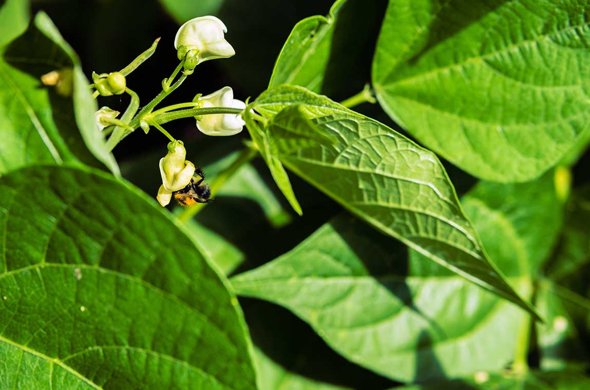 honeybee on a soybean plant