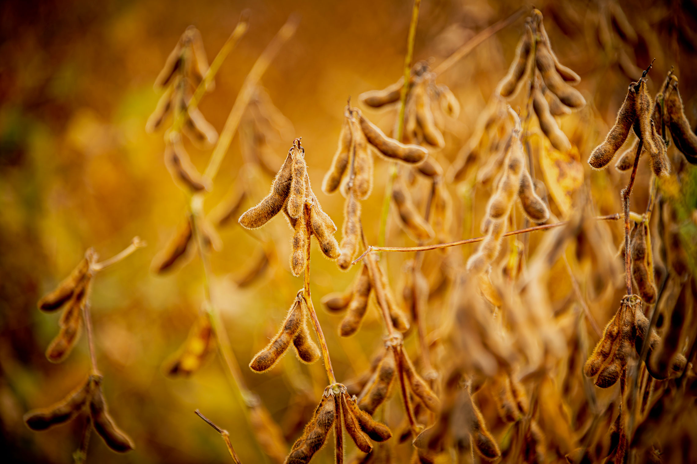 Soybean in the field