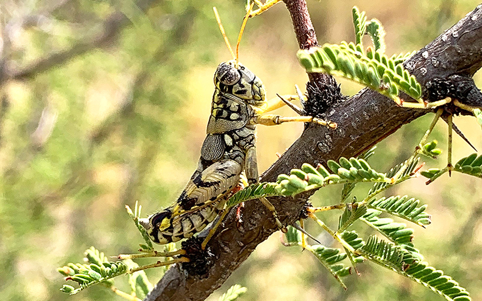 Agroecotettix silverheelsi, a newly described grasshopper from Texas