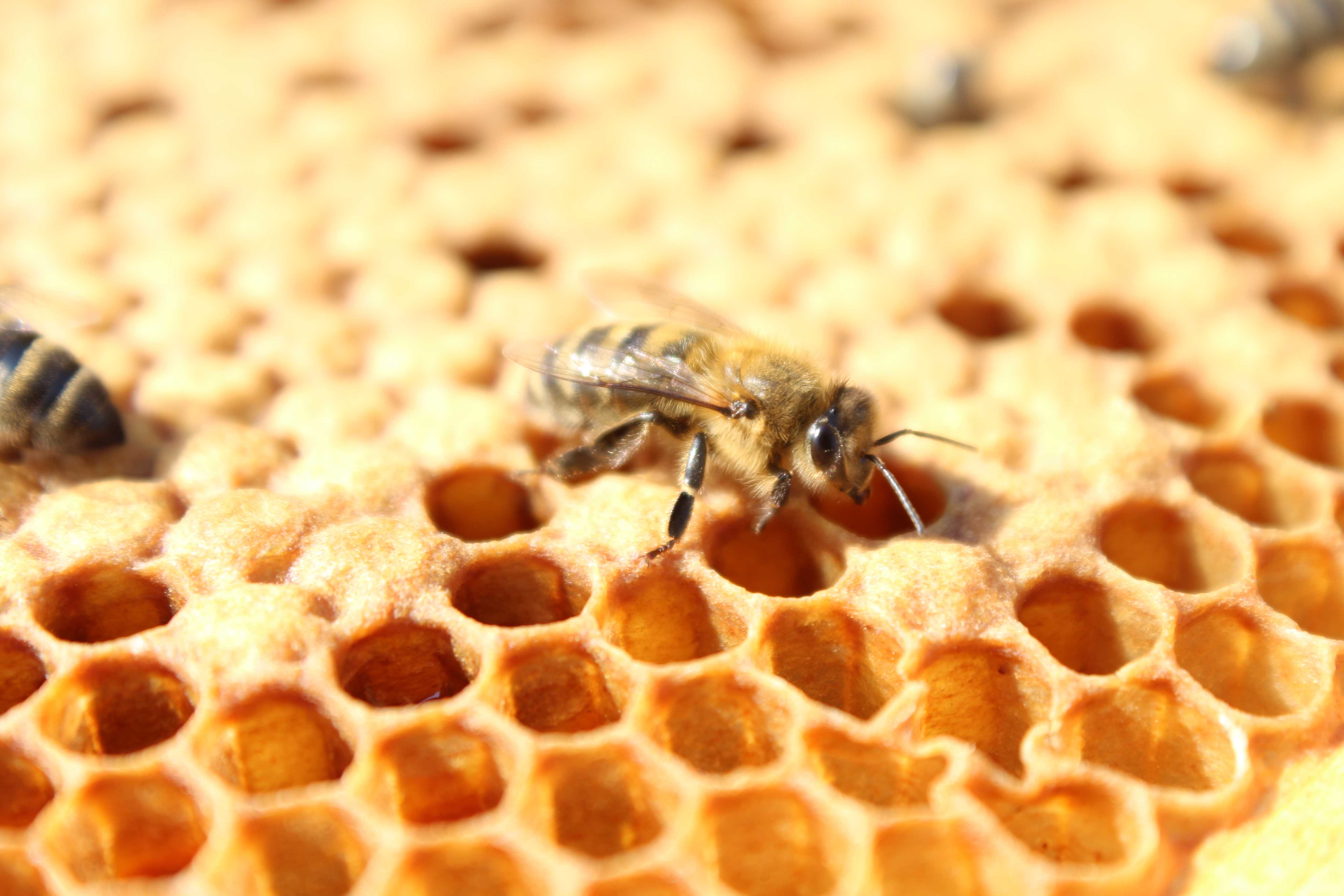 Thriving hives: Research, education support backyard beekeepers