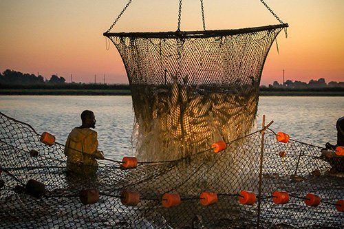 MSU research contributes to significant rise in regional catfish farming productivity, use of cost-saving technology