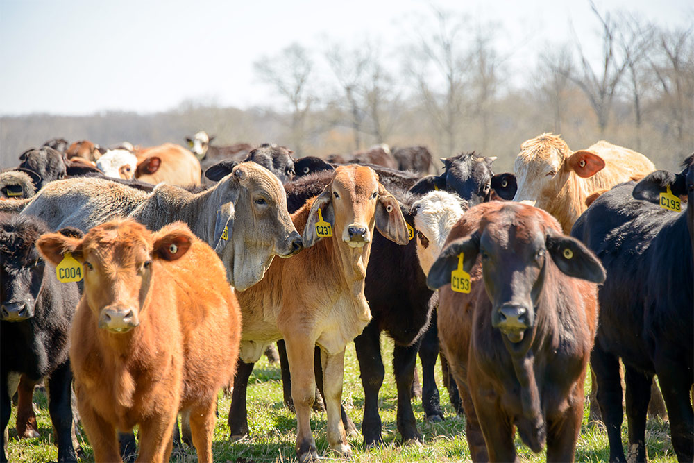 Beef cows at MSU