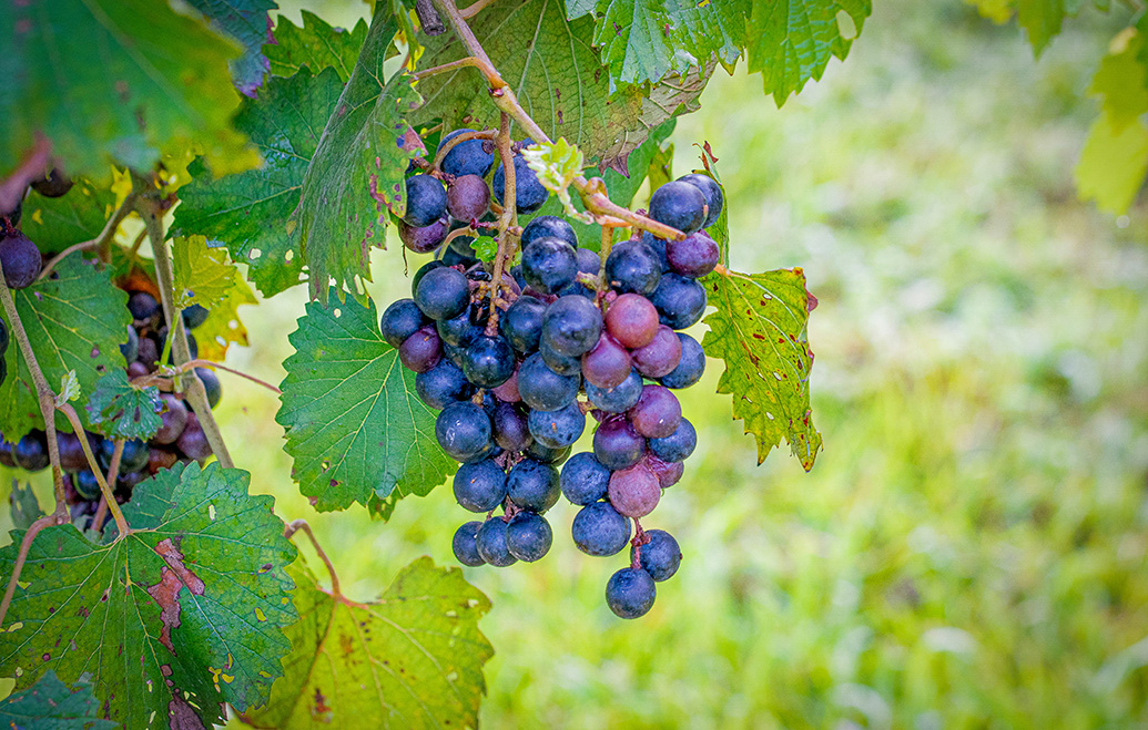 Southern Grapes