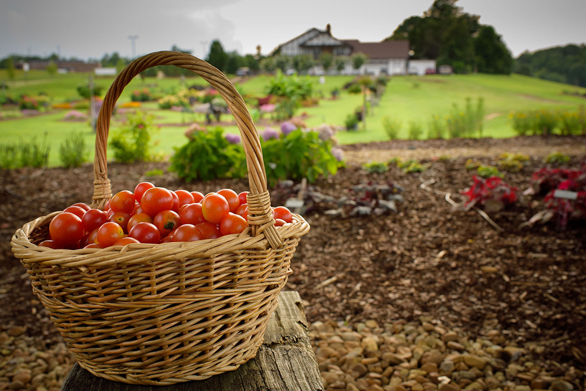 Targeting Tomatoes