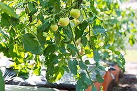 Local food in the hands of locals