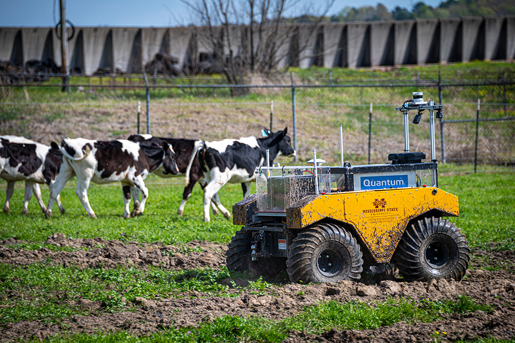 Herding Heifers