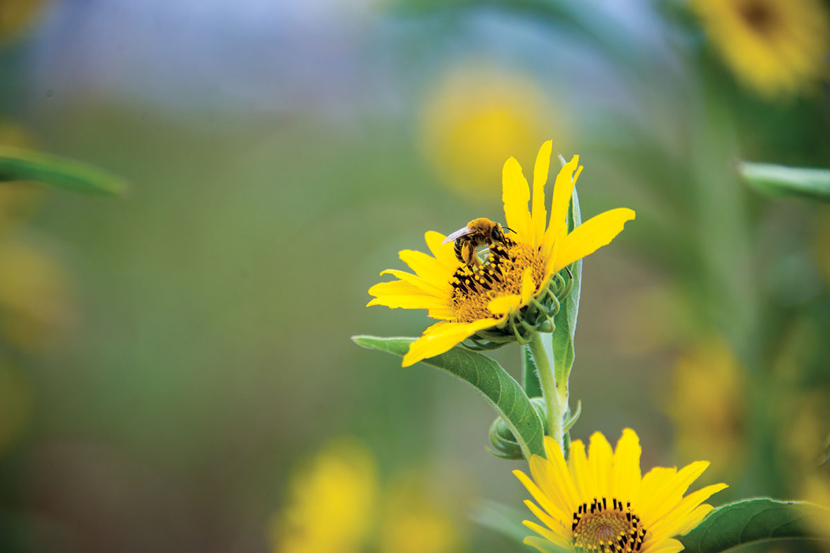 Parking for Pollinators