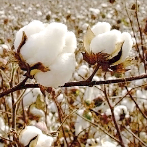 Cotton