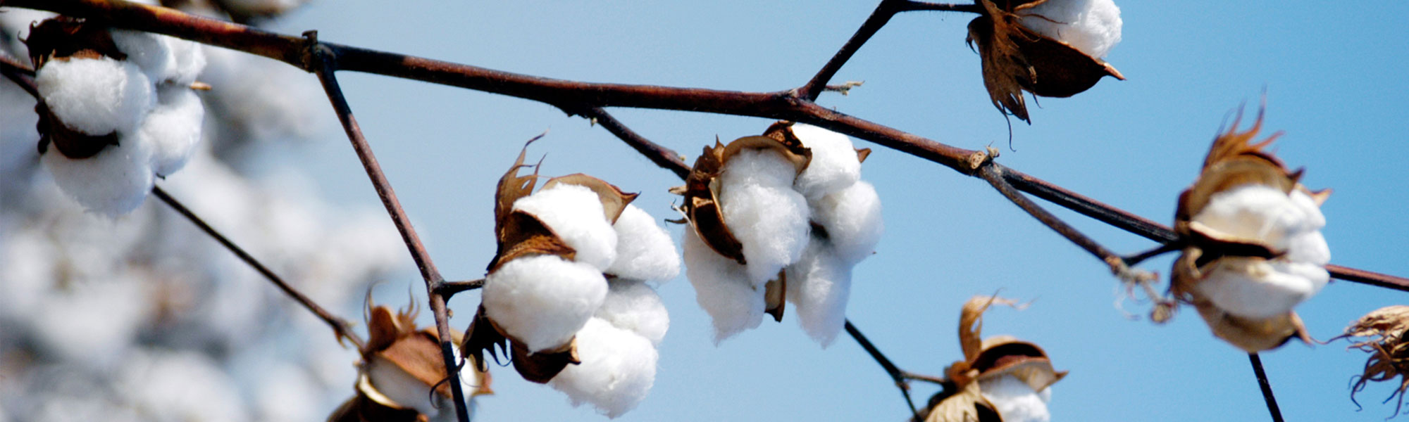 Cotton